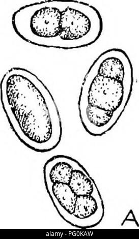 . Des parasites animaux et la maladie humaine. Parasitologie médicale ; insectes en tant que porteurs de la maladie. 258 Les ankylostomes. Veuillez noter que ces images sont extraites de la page numérisée des images qui peuvent avoir été retouchées numériquement pour plus de lisibilité - coloration et l'aspect de ces illustrations ne peut pas parfaitement ressembler à l'œuvre originale.. Chandler, Asa Crawford, 1891-. New York, J. Wiley Banque D'Images