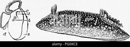 . Zoologie : pour les étudiants et les lecteurs en général . Zoologie. Fig.195. Fio. 196. Fig. 197. velum ; ,", shell ; d, pied ; b. otocysts^-Après la Fig. 198.-terosiropha ^^La physe. Com- mon étang-escargot.-Après Morse. Fig. 195.-.Fofis.aNndibraiich. Fig. 196. - Tergipes de véligères Schultze. Fig. 197.-Doris. Côte de la Nouvelle-Angleterre. shelless, et pas rare juste en dessous de basse mer, pondre leurs œufs en masses gélatineuse enroulés sur des pierres et la surface de mauvaises herbes de mer. Si les adultes sont shelless, les embryons à d'abord disposer d'un shell (Fig. 196, s), indiquant que l'nudibranches ont descendre- de d'écossés G-astro Banque D'Images