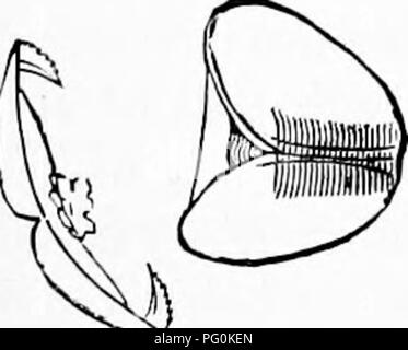 . Zoologie : pour les étudiants et les lecteurs en général . Zoologie. Zoologie 254. par la Fig. 177 B, l'estomac est divisé en une partie antérieure et postérieure (portion pylorique). Le foie se forme sur chaque côté de l'estomac une fois ovale, et communique par une grande ouverture avec sa cavité ; alors que l'intestin s'allonge et fait plus d'un virage. L'organe de l'audition qui se pose alors, et être- hind il les yeux provisoire, chacun apparaissant comme une vésicule avec pigment foncé globules rouges disposés autour d'un corps de réfraction. Le ganglion nerveux (w) apparaît au-dessus de l'estomac. Les deux lobes ciliés gill-apparaissent maintenant, et le nombre de lo Banque D'Images