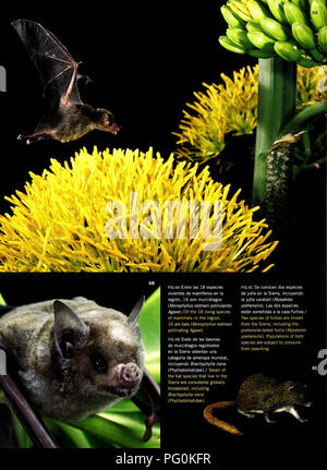 . Camagüey, Cuba : Sierra de Cubitas. Histoire naturelle ; l'évaluation écologique (biologie) ; la conservation de la faune. . Veuillez noter que ces images sont extraites de la page numérisée des images qui peuvent avoir été retouchées numériquement pour plus de lisibilité - coloration et l'aspect de ces illustrations ne peut pas parfaitement ressembler à l'œuvre originale.. Luis Díaz, M ; le musée Field d'Histoire Naturelle. Les programmes de conservation et de l'environnement. Chicago, Illinois : Field Museum, de l'environnement et des programmes de conservation Banque D'Images