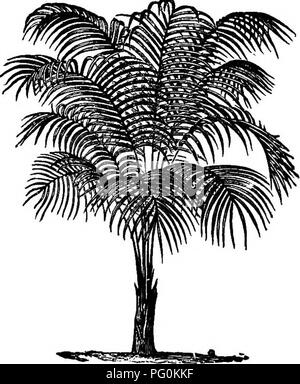 . Henderson's Handbook de plantes et d'horticulture. Le jardinage, la botanique. GESAMTUM.. GLECBOaiA HEDKTtAOEA. YABZEQATA.. Veuillez noter que ces images sont extraites de la page numérisée des images qui peuvent avoir été retouchées numériquement pour plus de lisibilité - coloration et l'aspect de ces illustrations ne peut pas parfaitement ressembler à l'œuvre originale.. Henderson, Peter, 1822-1890. New York, P. Henderson &AMP ; Co. Banque D'Images