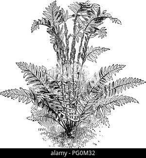 . Le livre de choix de fougères : pour le jardin, véranda, et cuisinière : décrire et donner des orientations culturelles explicites pour le meilleur et le plus frappant de fougères et selaginellas en culture. Illustrés par des plaques de couleur et de nombreuses gravures sur bois, préparés spécialement pour ce travail . Fougères ; Fougères. OSMUND A. 35 lors de la croissance dans une situation favorable et a permis une large place, il forme une couronne de frondes plusieurs pieds de diamètre. Les frondes, qui sont généralement stérile, sont supportés de touffes, les tiges laineux, qui sont 1ft. ou plus de longueur et habillé avec matériel quand laineux Banque D'Images