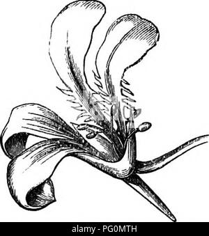 Ce travail explore la nature, l’habitat et les produits des abeilles domestiques, y compris leur interaction avec les fleurs. Il traite du processus de pollinisation et de la production de graines, mettant en évidence l'activité des abeilles dans diverses variétés de fleurs et son impact sur la production et la germination des graines. Banque D'Images