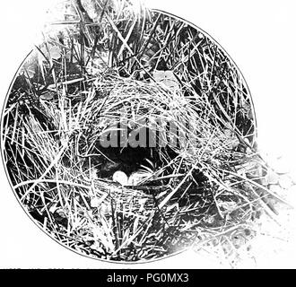 . Nature's carol singers. Les oiseaux. NATURE'S CAROL SINGERS. L'hiver dans la douceur du sud-ouest de l'Angleterre. Cette speoies bVeeds généralement tout au long de l'sou^tljerfi knd, parties de Midland. Nid et EG6S « récent de l'Angleterre, mais ce n'est pas commun dans les comtés du nord ou en Ecosse. C'est rencontré dans tous les districts de ^^'ales et l'Irlande, mais est partout plus ou moins local.. Veuillez noter que ces images sont extraites de la page numérisée des images qui peuvent avoir été retouchées numériquement pour plus de lisibilité - coloration et l'aspect de ces illustrations ne peut pas parfaitement ressembler à l'ou Banque D'Images