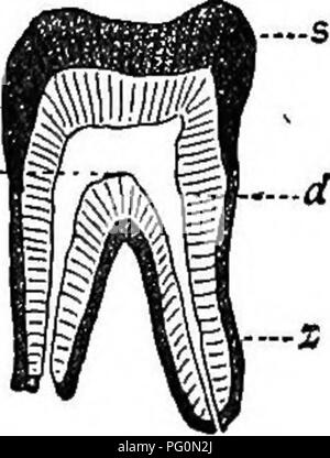 . Zoologie agricole. Zoologie. 22 Zoologie. avec du lait-glandes sur le thorax ou l'abdomen, ou de ces deux régions. Parlant de façon très générale, le squelette est comme celle de l'homme, décrites aux pages 4-8. Il y a, cependant, de grandes différences de détail. Le crâne est relativement beaucoup plus petite, et les os du visage (en particulier des mâchoires) sont habituellement beaucoup plus grandes que dans le crâne humain. Le numéro de la vertèbre cervicale est de sept dans tous les mammifères, comme chez l'homme ; mais les autres types de vertèbres varient en nombre dans les différentes espèces. Le nombre de vertèbres caudales, par exemple, est très variable. Comme la plupart des ma Banque D'Images