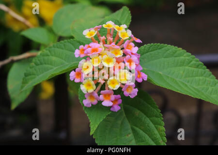 Lantana, fleurs verveines Banque D'Images