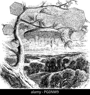 . Des maisons sans les mains. Une description de cours : les habitations des animaux, classées en fonction de leur principe de construction. Les animaux. APOICA. 585 toute conjecture été formé sur la raison de la forme remarquable -wliich ils assument. Peut-être, de tous les nids dans la splendide collection du British Museum, il y a aucun qui causent tant de surprise alors que le merveilleux groupe qui est représenté dans l'illustration.. De nombreuses personnes passent par la chambre, et même prendre des avis des différents nids avec lequel ils sont entourés, mais ils ont rarement l'avis de ce groupe particularités unt Banque D'Images