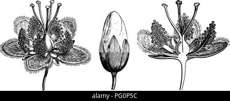 . L'histoire naturelle des plantes. La botanique. LY. HYPERICACEiE. Dans cette petite famille, wMcli tire son nom de celui de millepertuis [Hypericum) (fig. 339, 344-353), et qui précédemment inclus seulement les plantes attribués à ce genre, S. guianense et cayense, avec les espèces analogues formant le genre Vismia^ (fig.340-343), présenter les types plus complet pour notre première étude. Dans ces les fleurs sont hermaphrodites, régulières, presque toujours pentamères. Leur réceptacle convexe porte à cinq sépales, épais, mais brusquement éclairci à la marge, le long de laquelle ils sont imbriqués ( quincuncially Banque D'Images