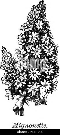 . Le guide de l'apiculteur ; ou, Manuel du rucher. Les abeilles. La bourrache,-Original.. est toujours beaucoup bloom où il est cultivé de façon intensive. Il s'agit d'un certain producteur de miel dans la célèbre vallée de San Joaquin en Californie. La bourrache (Borago officinalis), (Fig. 222), un excellent bee- plante, fleurit de juin jusqu'au gel, et est visité par les abeilles en même temps très pluvieux. Il me semble ne pas être un favori, mais est très visité quand tous les autres ne produisent pas de nectar. (Mignonette Reseda odorata), (Fig. 223) fleurit de la mi-juin à frost, est sans précédent par sa douce odeur, le nectar fournit à profusion, et est Banque D'Images