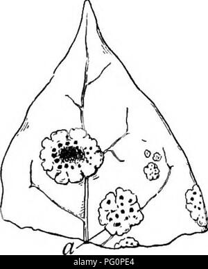 . Un manuel de botanique pour les collèges et universités ... La botanique. Tiges 6S9. de l'eau. Les organes d'absorption d'épiphytes, comme vu dans le thalle lichénique, dans les racines aériennes d'orchidées, et dans les feuilles de mousses et bromeliis, ont été traités ailleurs. La plupart des orchidées et des bromelias ont très cutinized murs épidermique, qui, avec d'autres fonctions de protection, de réduire la transpiration à tel point qu'Ihe plantes ne pas sécher pendant des semaines. Dans beaucoup d'orchidées les feuilles ou les tiges ou les deux sont très épaissies et contiennent de grandes quantités d'eau, les tiges bulbeuses montrant souvent l'élargissement. Banque D'Images