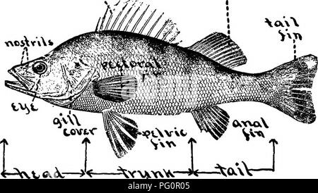 . La biologie élémentaire, animale et humaine. La biologie. Chapitre IV 89 poissons. Ce qu'est un poisson ? - "Un poisson est un animal à colonne vertébrale qui vit dans l'eau et ne peut jamais vivre très longtemps n'importe où ailleurs. Ses ancêtres ont toujours habité dans l'eau, et probablement ses descendants pour toujours suivre leur exemple. Donc, comme le •&lt;03.f. cV '&Lt ; ^V-NJJ.W"^- FiG. 90.-perchaude. l'eau est une région très différente de les champs ou les bois, un poisson dans la forme et la structure doit être très différent de tous les animaux et oiseaux qui marche ou ramper ou voler au-dessus du sol, l'air respirable, et d'être monté à vivre en elle. Il y Banque D'Images