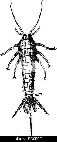 . Un texte-livre de zoologie agricole. Zoologie, économique. 260 APTEEA. de son propre chef, soit sur une pièce d'eau, le long de certaines voies, ou dans certains glade dans un bois. Il y a certains (Libellulidce) qui sont de beaux insectes fragiles (Caiepteryx). Les oeufs sont pondus dans l'eau ou sur les plantes aquatiques. Les jeunes (fig. 134, b) n'ont pas de traces d'ailes. Ils commencent à se manifester après la troisième ou quatrième mue (c, w). La nymphe (c) a un corps beaucoup plus courte que chez les adultes, et, à l'éclosion du précédent, rampe de la tige de certaines plantes à l'eau, quand le shell se divise, et le Dragon-fly parfait émerge. Après. Enfin, Banque D'Images