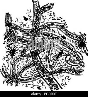 . La biologie élémentaire, animale et humaine. La biologie. Fig. 82. - Réseau de cap- illaries la connexion d'un ar- tery et une veine.. Fig. 83. - - Capillaires dans le pied de la grenouille du web. 85. La respiration et la libération de l'énergie. - Les murs de la grenouille's poumons contiennent un réseau de capillaires, et dans ces tubes à paroi mince le globules rouges absorber l'oxygène qui est forcée dans ces sacs aériens par l'upw;ard mouvement du plancher de la bouche. Comme nous l'avons vu, le sang avec l'oxygène frais découle de capillaires de l'poumons dans ''une queue du têtard est excellente pour la démonstration de l'actuel du sang. Wr Banque D'Images