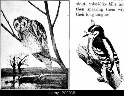 . La biologie élémentaire, animale et humaine. La biologie. 79 OISEAUX 62. Les pics. - Ces oiseaux sont admirablement adaptée à ramper et grimper le tronc des arbres, car ils ont deux orteils griffus qui dépassent à l'avant, et deux en arrière, et leurs plumes de la queue sont tellement raidi qu'elles servent d'accessoires contre l'écorce quand l'oiseau est au repos (Fig. 66). La nourriture des pics-bois est largement com- posé d'insectes, dont ces oiseaux sécuriser en creusant les sortir de l'écorce ou le bois avec leurs stout, ciseau-tels les factures, puis de les harponner leurs longues langues. avec. Fig. 65. - Hibou des marais. (Wright.) Fig. Banque D'Images