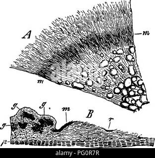 Cette étude explore la morphologie comparative des champignons, des mycétozoaires et des bactéries, en se concentrant sur leur structure biologique et leurs modes de vie. La recherche examine diverses formes de champignons et leurs interactions avec d'autres micro-organismes en biologie végétale et environnementale. Banque D'Images