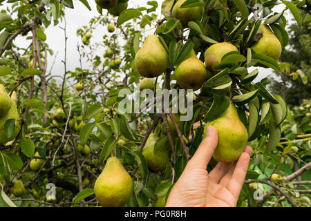 Cueillette à la main poires biologiques d'orchard -POV Banque D'Images