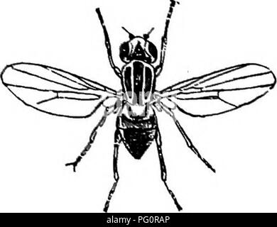 . Fungoid et insectes nuisibles de la ferme. Les ravageurs agricoles. Les mouches] XIl 137. Veuillez noter que ces images sont extraites de la page numérisée des images qui peuvent avoir été retouchées numériquement pour plus de lisibilité - coloration et l'aspect de ces illustrations ne peut pas parfaitement ressembler à l'œuvre originale.. Petherbridge, Frederick Robert. Cambridge University Press : Banque D'Images