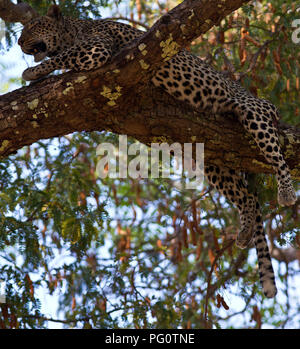 Un léopard femelle se repose pendant la chaleur du jour dans un Tamarnind arbre. Banque D'Images