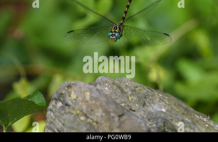 Close-up of golden-ringed dragonfly en vol au dessus de son aubergiste Banque D'Images