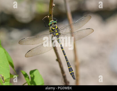 Close-up of golden-ringed dragonfly perché sur une branche au-dessus de la rivière Banque D'Images