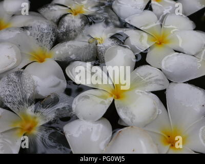 Arrière-plan de fleurs flottant sur l'eau Banque D'Images