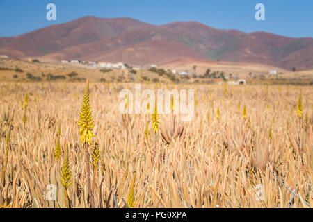 Paysage de grand champ avec des plantes d'aloe vera fond big hill un jour d'été à Fuerteventura, Îles Canaries, Espagne. Banque D'Images