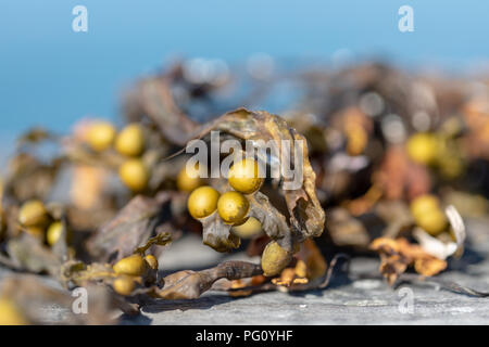 Fucus vésiculeux sèches (Fucus vesiculosus) sur la jetée en bois ; Taarbaek, Danemark Banque D'Images