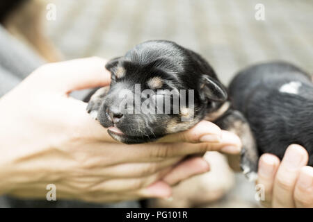 Chiot Chien aveugle nouveau-né Banque D'Images