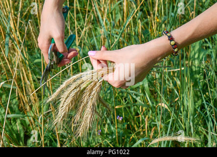 De belles mains d'une jeune femme et de rassemblement sur le champ de blé de coupe saison des récoltes background Banque D'Images