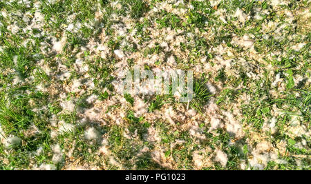 Le peuplier blanc allergiques moelleux graines couvrant l'herbe dans le parc local Banque D'Images