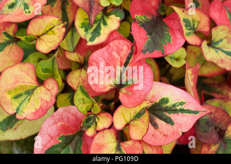 Houttynia cordata 'Chameleon' feuilles. Banque D'Images