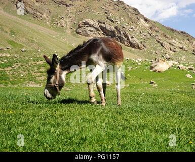 Âne paissant dans la vallée de montagne montagnes Fann, Tadjikistan Banque D'Images