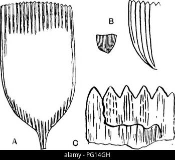 Ce manuel couvre l'étude des plantes fossiles, y compris des espèces comme Whittleseya. Il explore leurs structures anatomiques et leur contribution à la compréhension de l’évolution de la vie végétale, en particulier en relation avec les écosystèmes préhistoriques. Banque D'Images