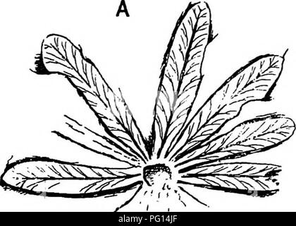 Ce guide sur les plantes fossiles est conçu pour les étudiants en botanique et en géologie, en se concentrant sur les plantes comme Glossopteris et leur signification historique. Il compare les structures foliaires des plantes et leur histoire évolutive. Banque D'Images