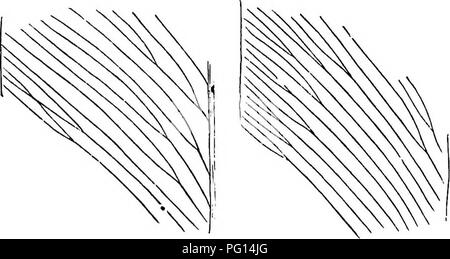 . Plantes fossiles : pour les étudiants de la botanique et de la géologie . La paléobotanique. 508 PTERIDOSPEBMS, etc. [CH. L'Afrique du Sud, et ailleurs. Il a été reconnu également par Amalitzkyi au Permien supérieur d'appoint en Russie et dans le Rhaetic Zeiller par série de Tonkin^. Glossopteris angustifolia, Brongniart. Fig. 340, B ; 342. Il est commode de conserver cette désignation pour les frondes linéaires avec une exposition aiguë ou obtus et une nervation-endoplasmique composé de longues et étroites meshes (fig. 340, B). Il est plus que probable, comme Arber, une même plante peut avoir produit des feuilles du type indica plus étroit et Q. Banque D'Images