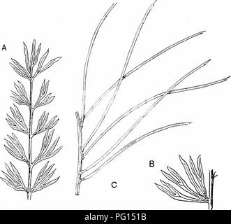 Ce texte explore l'étude des plantes fossiles, en se concentrant plus particulièrement sur les espèces Cycadales telles que Cycadites Saportae. Il fournit des informations détaillées sur la morphologie des feuilles et les patrons de vénation qui aident à distinguer les différents genres de plantes fossiles de la famille des Cycadaceae. Banque D'Images