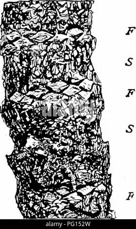 Ce texte explore les Cycadales, un groupe de plantes anciennes, mettant en évidence la nature géophile de nombreuses cycades, qui ont souvent de courtes tiges tubéreuses. Il décrit également leur structure de tige unique, recouverte de bases foliaires persistantes et de périderme ridé, aidant à leur identification et à leur étude. Banque D'Images