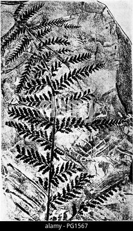 . Plantes fossiles : pour les étudiants de la botanique et de la géologie . La paléobotanique. XXIl] DACTYLOTHECA pennes 405 sont sous-tendues par deux Aphlebiae (fig. 293 A), accolées au rachis, comme les feuilles délicates de la récente Tera- tophyllum aculeatum fougère (voir page 301). Les sporanges (0"5-0"65) sont ovales et exannulate sont jointes et parallèle à la nervures latérales ; ils peuvent occuper la totalité de l'espace entre la nervure principale et le bord de l'pinnules. Cette espèce se trouve dans la partie supérieure, moyenne et inférieure, de Grande-Bretagne, à Coal-Measures. »^ ^^d'achèvement de l'AQ. Fig. 292. Dactylothecaplmnosa. (Après Kidston. Banque D'Images