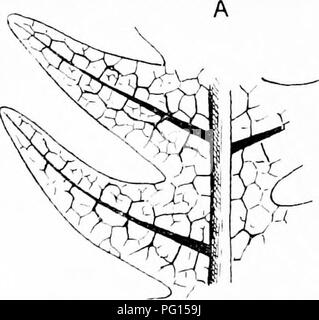 . Plantes fossiles : pour les étudiants de la botanique et de la géologie . La paléobotanique. FIUCALES 382 [CH. La restauration, après Nathorst', montré dans Fig. 281 illustre l'habitude de cette substitution, fougère, dont des exemples ou des espèces étroitement alliés sont enregistrées du Rhaetic rocks de l'Allemagne, Scania, Perse, Bornholm, Tonkin, Chine, et ailleurs^ le pétiole, pour atteindre une longueur de 60 cm., les fourches à l'apex en deux bras égaux entre eux en laissant un espace ovale et à l'occasion d'un passage à un autre. Les axes de ces branches sont torsadés afin que les pinnules, qui peut avoir jusqu'à 24 sur chaque bras,. Veuillez noter que Banque D'Images
