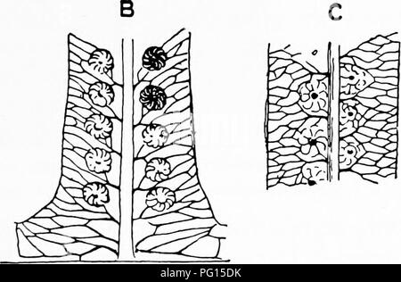 Ce livre explore les plantes fossiles, avec un accent sur les pinnules de Laccolpteris de l'Oolite inférieure du Yorkshire. Il fournit des descriptions détaillées des fossiles de plantes, de leurs veines secondaires et du rôle de ces structures dans la compréhension de la végétation ancienne. Banque D'Images