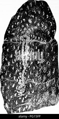 Ce travail fournit des descriptions détaillées des plantes fossiles, comme Osmundites Kolbei, avec des informations sur leur taille et leur histoire géologique, aidant les étudiants en botanique et en géologie dans leurs études sur les plantes anciennes. Banque D'Images