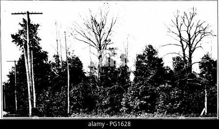 Cette image tirée du document du Sénat no 653 illustre un grand châtaignier touché par la rouille du châtaignier, une maladie fongique qui touche gravement les populations de châtaigniers partout en Amérique du Nord. Banque D'Images