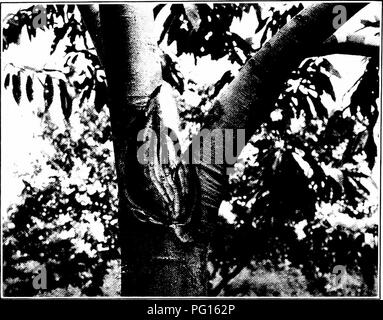 . La brûlure du châtaignier. La brûlure du châtaignier châtaignier ;. Le document du Sénat no 653, 62-2. XVI. plaque. Veuillez noter que ces images sont extraites de la page numérisée des images qui peuvent avoir été retouchées numériquement pour plus de lisibilité - coloration et l'aspect de ces illustrations ne peut pas parfaitement ressembler à l'œuvre originale.. 1906-1960 Banque D'Images