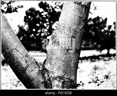 . La brûlure du châtaignier. La brûlure du châtaignier châtaignier ;. Le document du Sénat no 653, 62-2. XI. la plaque. Veuillez noter que ces images sont extraites de la page numérisée des images qui peuvent avoir été retouchées numériquement pour plus de lisibilité - coloration et l'aspect de ces illustrations ne peut pas parfaitement ressembler à l'œuvre originale.. 1906-1960 Banque D'Images