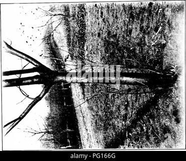 . La brûlure du châtaignier. La brûlure du châtaignier châtaignier ;. Sénat Document n° ^53, 62-2. X. de la plaque. Veuillez noter que ces images sont extraites de la page numérisée des images qui peuvent avoir été retouchées numériquement pour plus de lisibilité - coloration et l'aspect de ces illustrations ne peut pas parfaitement ressembler à l'œuvre originale.. 1906-1960 Banque D'Images