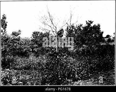 . La brûlure du châtaignier. La brûlure du châtaignier châtaignier ;. Le document du Sénat no 653, 62-2. Ciem VII F Plaque.. Veuillez noter que ces images sont extraites de la page numérisée des images qui peuvent avoir été retouchées numériquement pour plus de lisibilité - coloration et l'aspect de ces illustrations ne peut pas parfaitement ressembler à l'œuvre originale.. 1906-1960 Banque D'Images