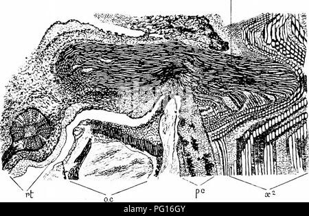 Cette étude explore les plantes fossilisées et leurs caractéristiques structurelles. Il détaille la formation secondaire du bois et des bêtes dans les racines, soulignant comment la couche de cambium fonctionne de la même manière que les plantes modernes. La recherche comprend des illustrations détaillées des coupes radiales des plantes fossilisées et de leurs stades de développement. Banque D'Images