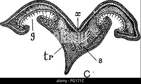 . Des études en botanique fossile . La paléobotanique. 222 Études en botanique fossile peu de cellules à paroi mince de plus grand diamètre. Comme les bandes fibreuses, qui avait sans doute un mécanique. Veuillez noter que ces images sont extraites de la page numérisée des images qui peuvent avoir été retouchées numériquement pour plus de lisibilité - coloration et l'aspect de ces illustrations ne peut pas parfaitement ressembler à l'œuvre originale.. Scott, Dukinfield Henry, 1854-1934. Londres, A. et C. Black Banque D'Images