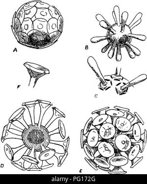 . Plantes fossiles : pour les étudiants de la botanique et de la géologie . La paléobotanique. ] COCCOSPHERES RHABDOSPHERES ET VIl. 119 à l'algue comme des organismes qui ne peuvent pas être inclus dans un groupe d'animaux, et Schtitt n'est pas capable de reconnaître une raison suffisante pour renvoyer à cette classe de plantes. Il est en effet suggéré qu'ils peuvent être purement structures inorganiques. Le plus récent compte de ces deux genres est par MM. G. Murray et Blackmanin un court préavis dans la nature pour le 1er avril 1897 et de nombreux exemples d'Coccospheres Rhabdospheres ont été obtenus par le capitaine Milner du R.M.S. Au cours d'un voyage à Para Banque D'Images