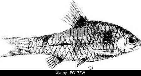 Ce travail exhaustif détaille les espèces de poissons de l'Inde, de la Birmanie et de Ceylan. Il couvre à la fois les espèces d'eau douce et marines, y compris leurs habitats, leur répartition et leur importance économique dans la région. Le livre fournit une histoire naturelle des espèces de poissons locales. Banque D'Images